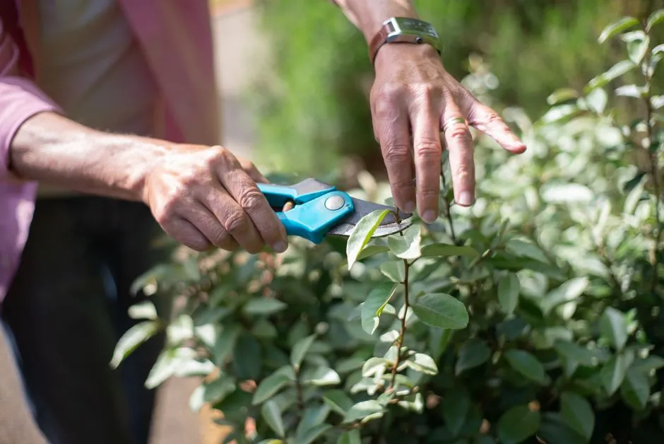 Jardin entretenu à Dijon par AM Jardins jardinier-élagueur